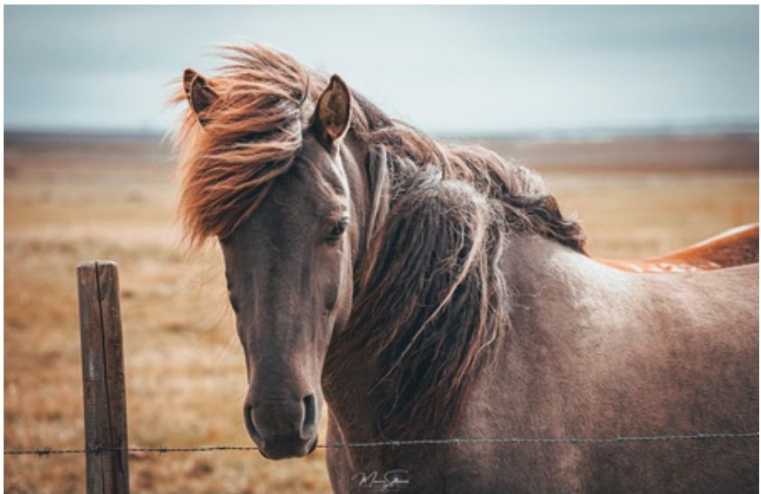 Cavallo islandese — fotografia di Monica Spinazzè