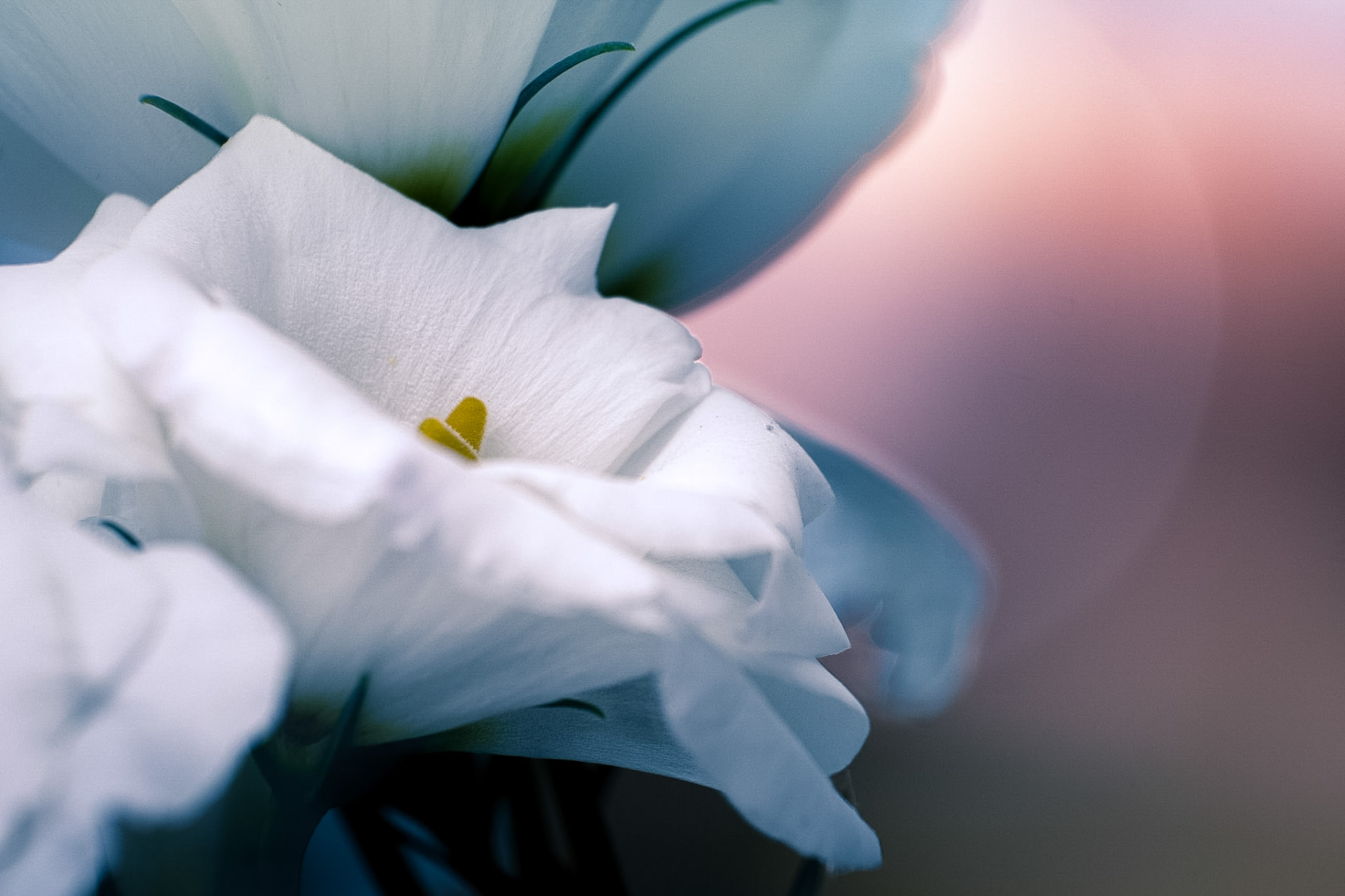Macro di fiori bianchi con sfumature rosa e azzurre