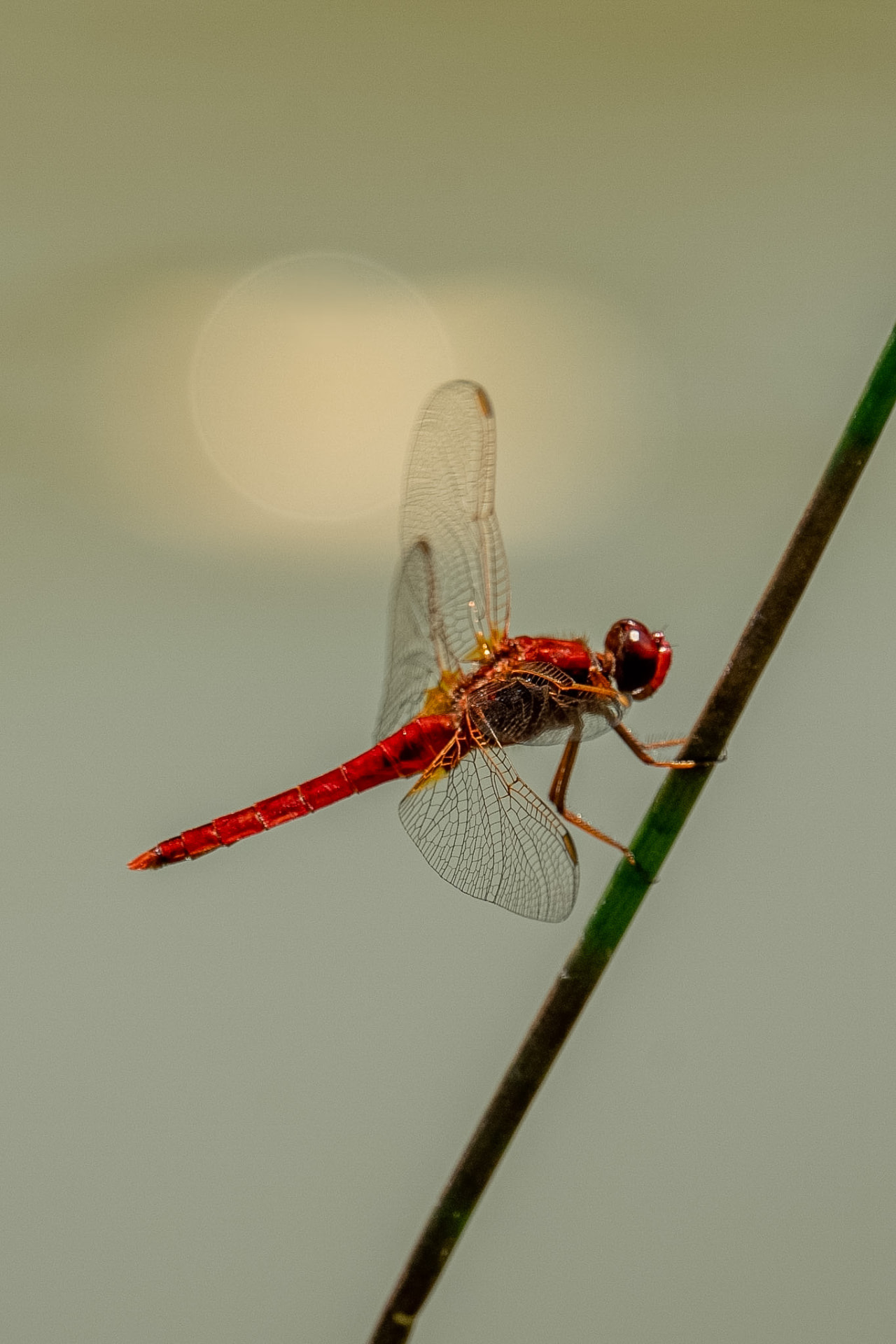 Libellula rossa posata su uno stelo
