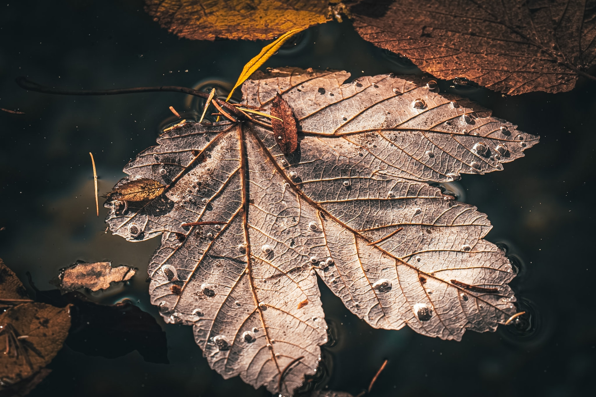 Foglia autunnale che galleggia sull'acqua tra piccole bolle